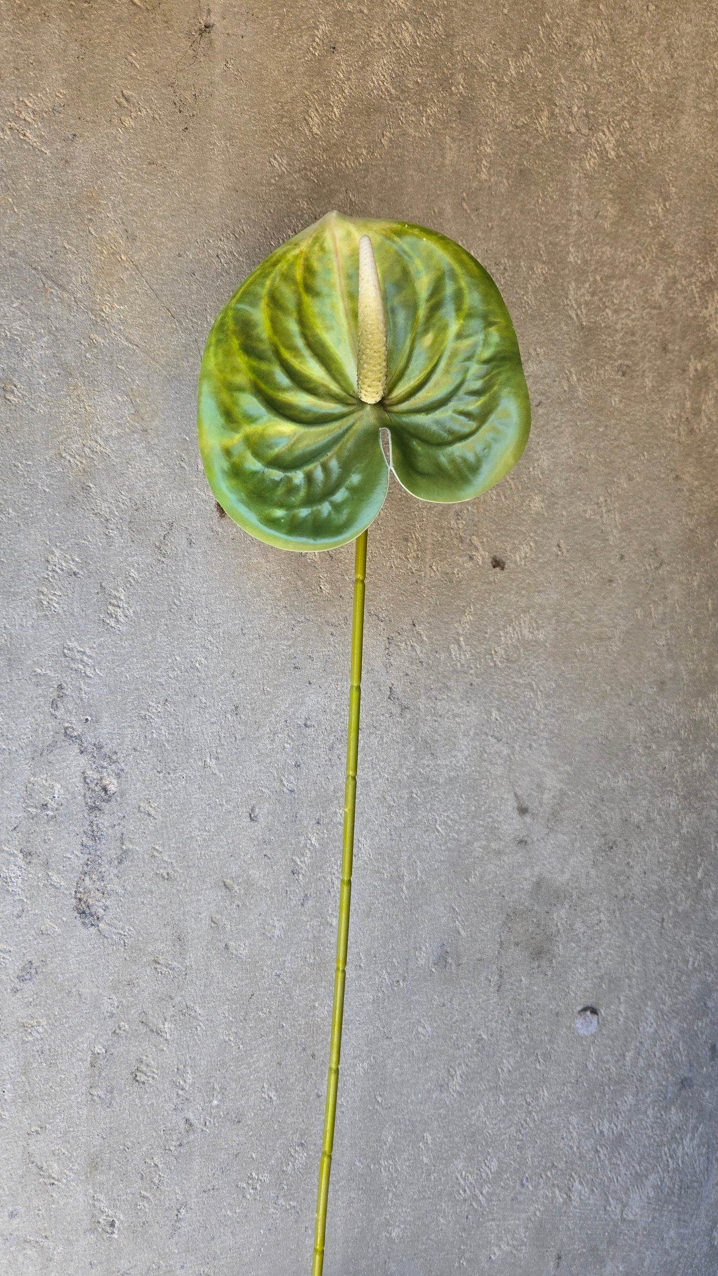 Anthurium