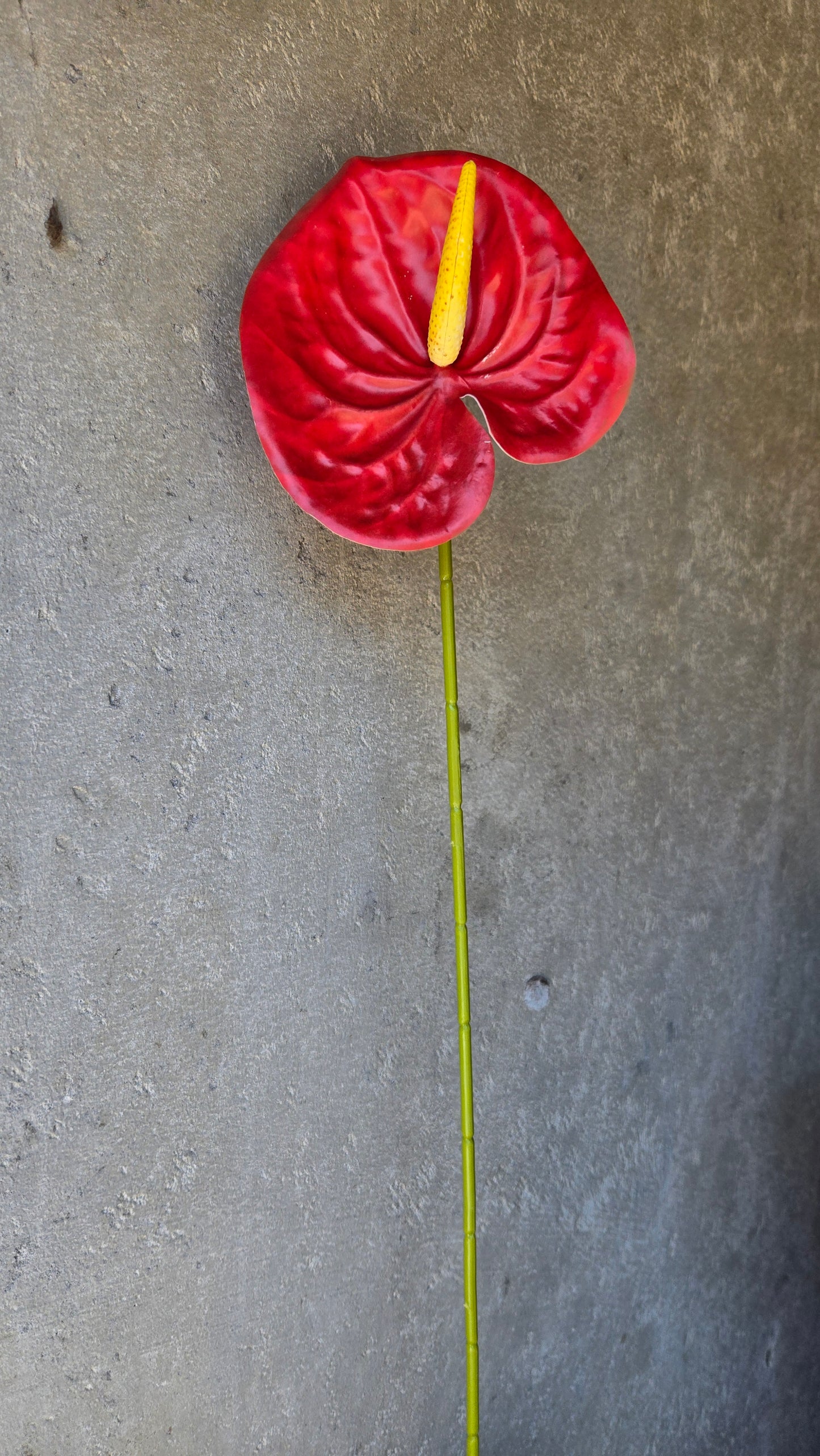 Anthurium