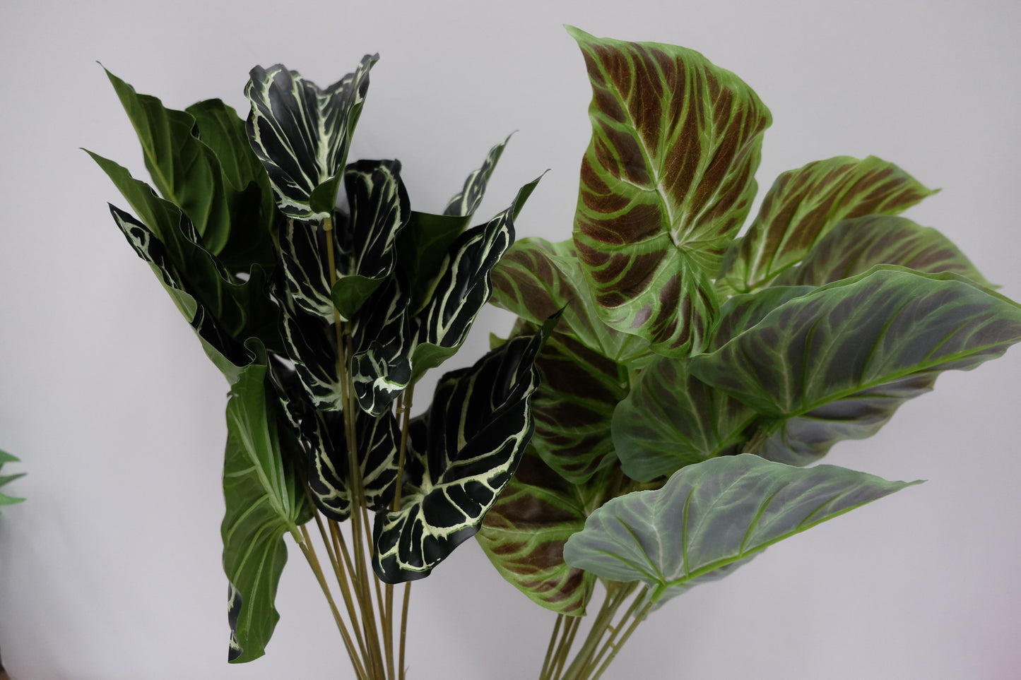 Alocasia Bunch (Deep & Forest Green)