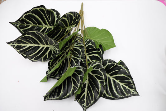 Alocasia Bunch (Deep & Forest Green)