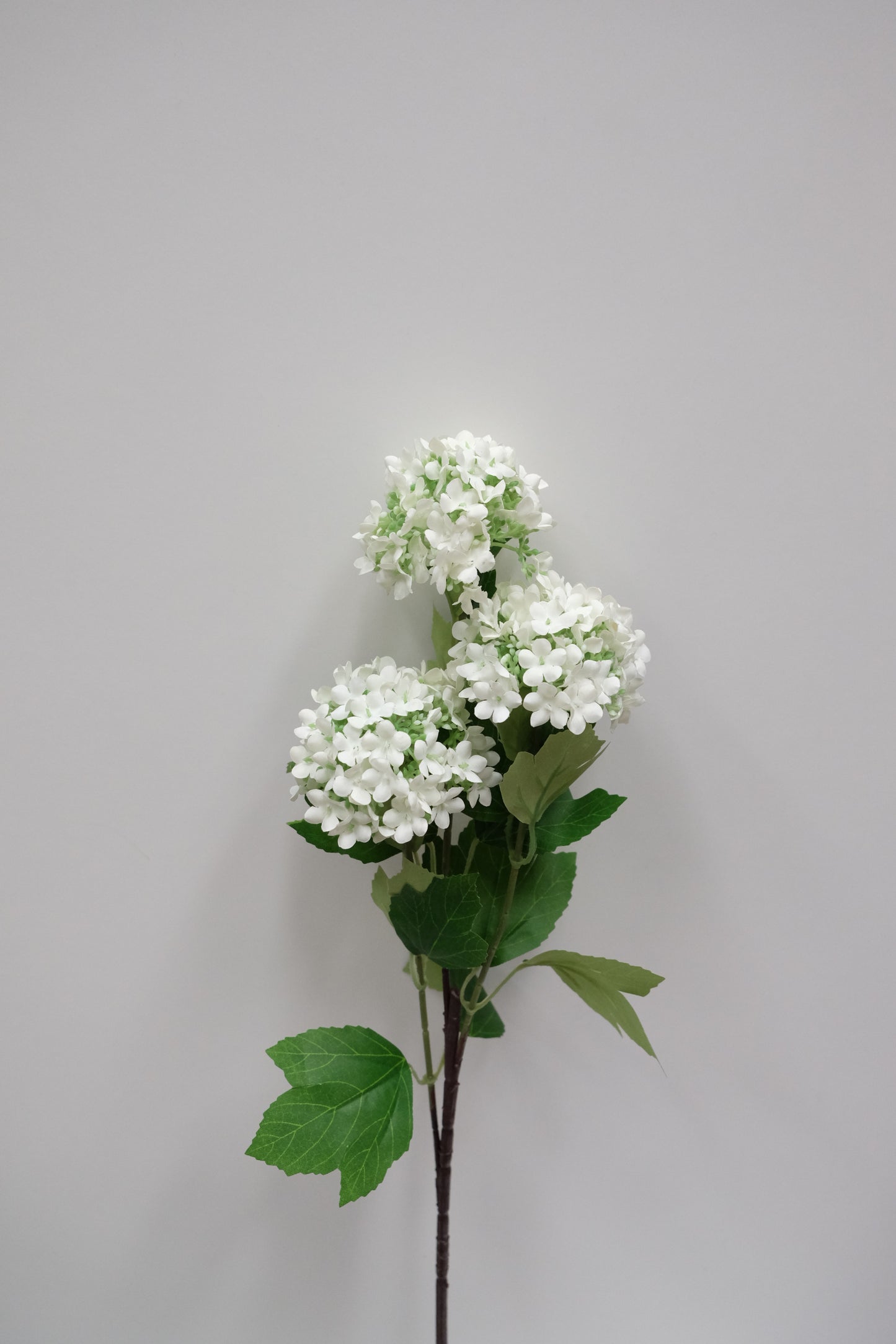 3H Snowball Hydrangea