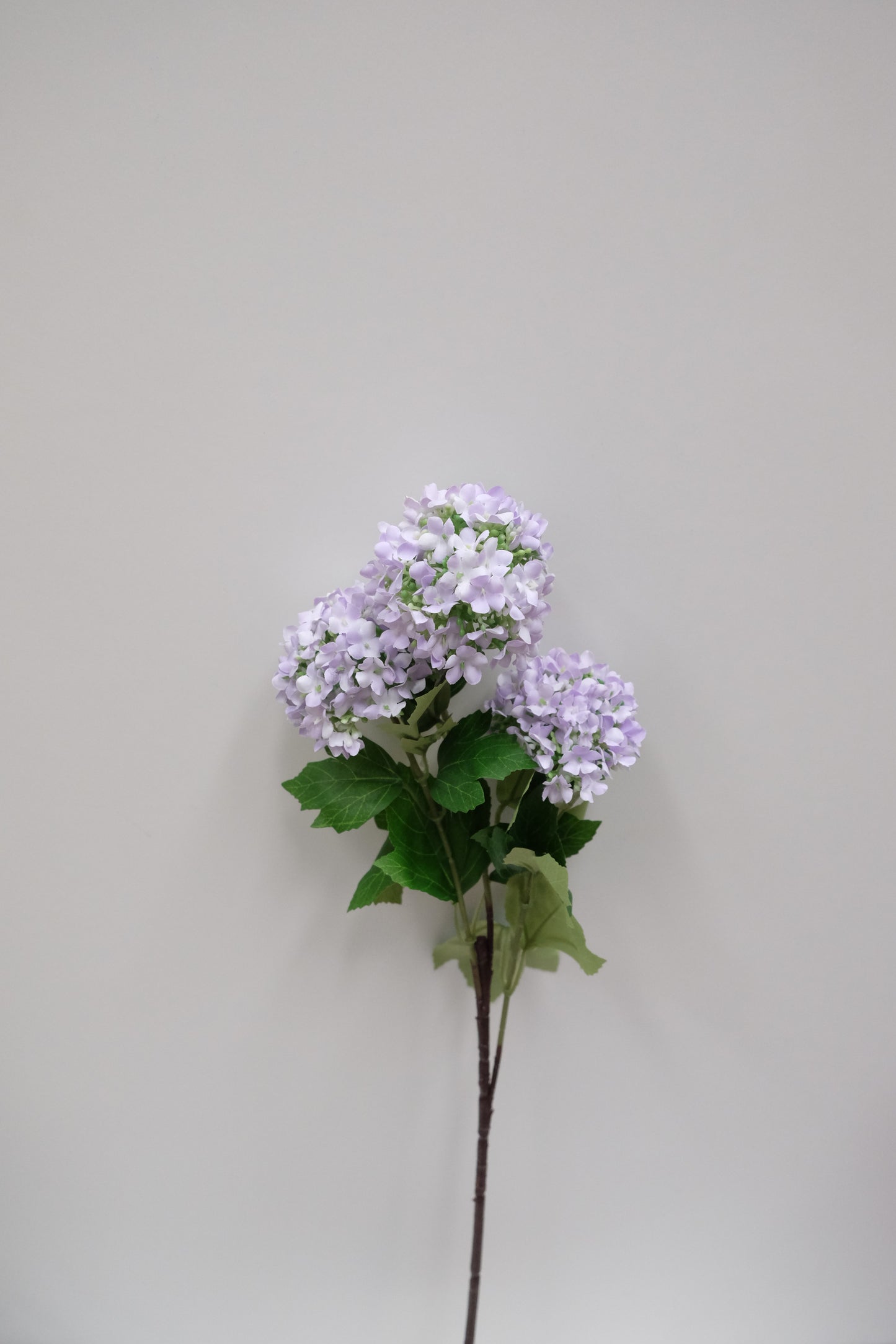 3H Snowball Hydrangea