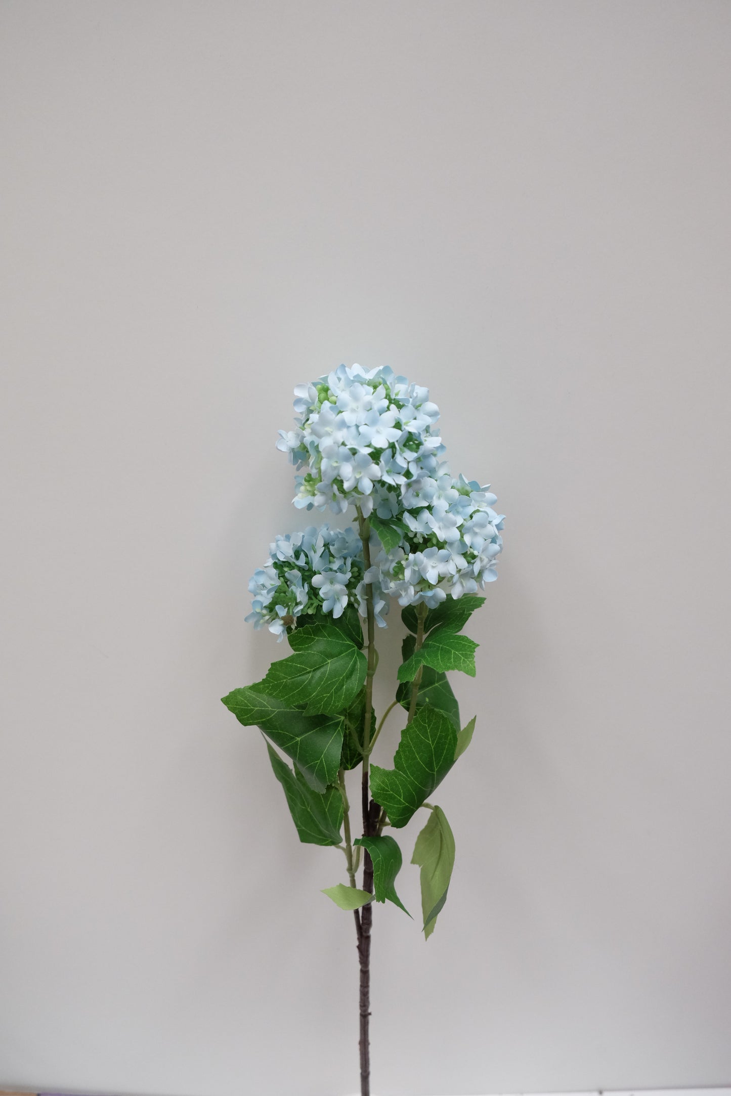 3H Snowball Hydrangea