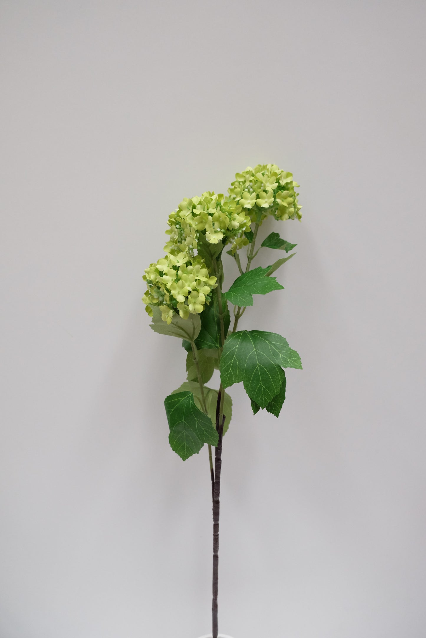 3H Snowball Hydrangea