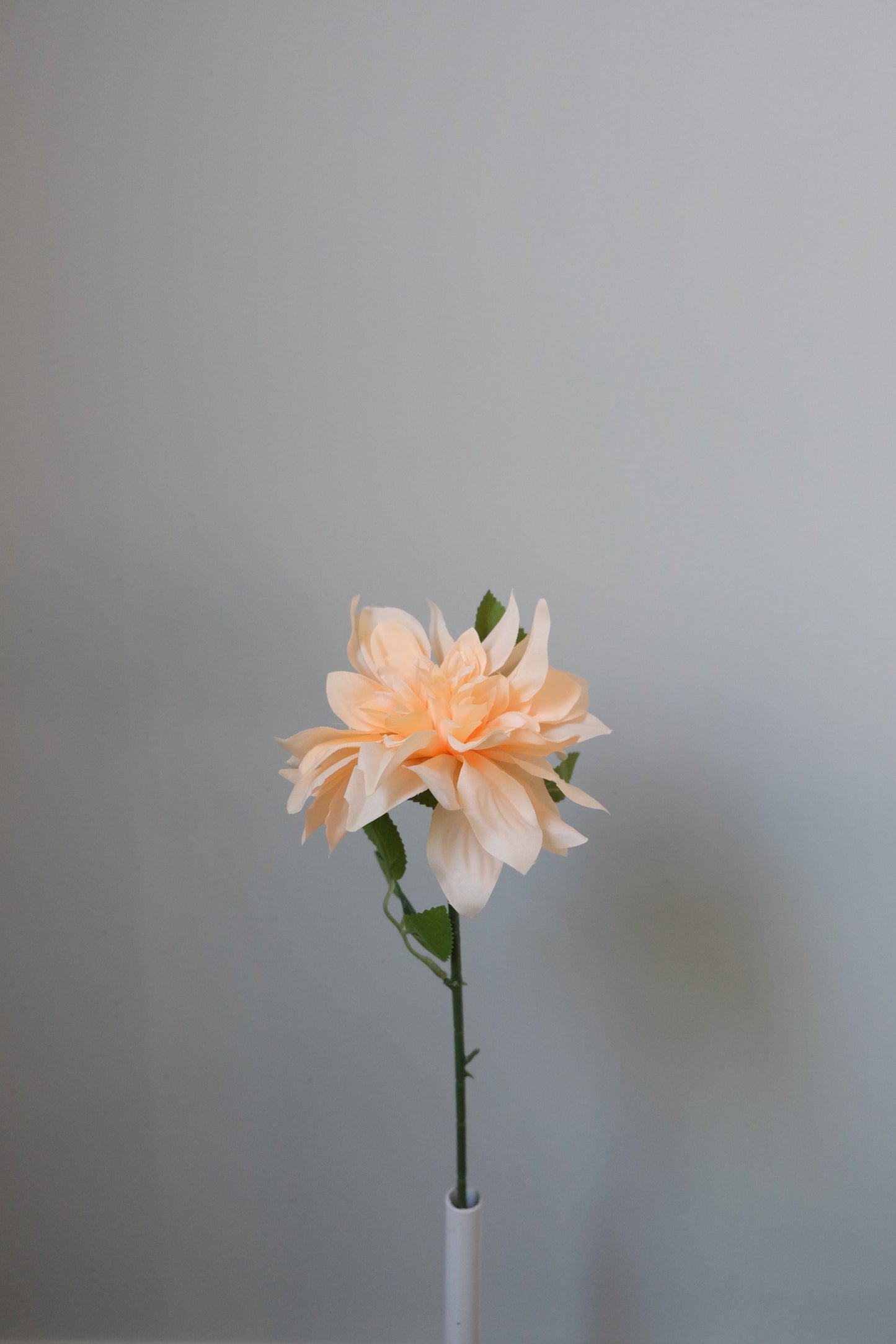 Dahlia Single Stem (8 Colours)