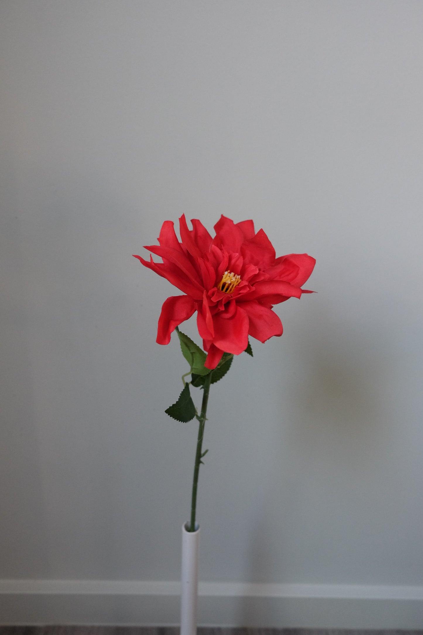 Dahlia Single Stem (8 Colours)