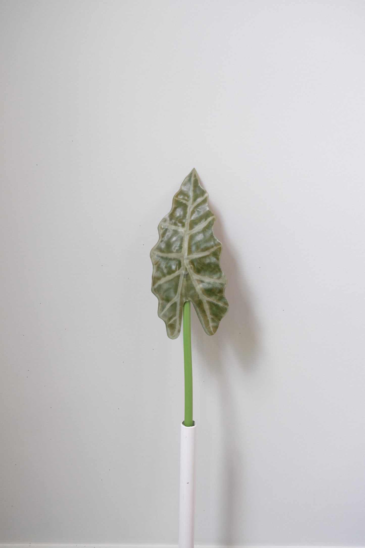 Alocasia Leaves Single Stem (2 sizes, 2 colours)