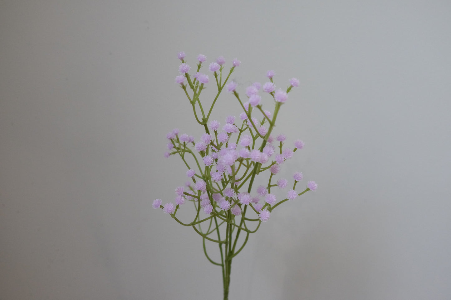 Coloured Baby's Breath (6 Colours)