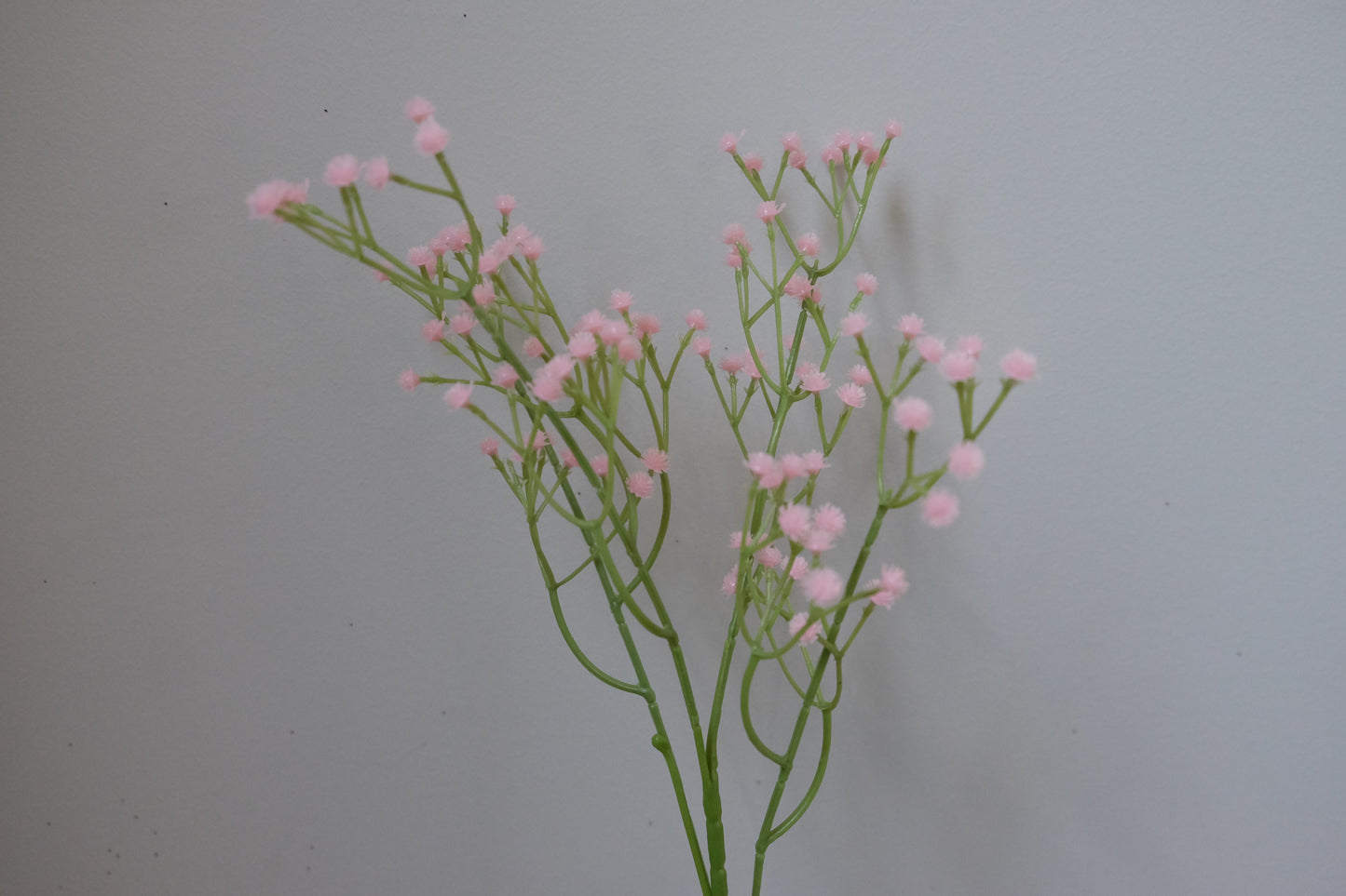 Coloured Baby's Breath (6 Colours)