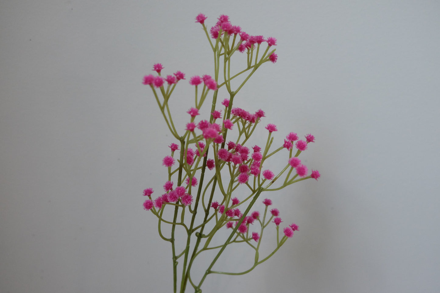 Coloured Baby's Breath (6 Colours)