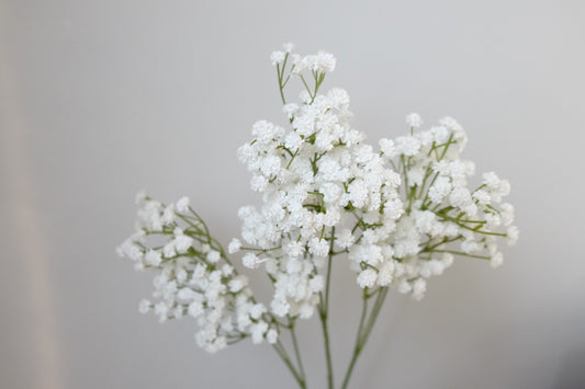 XXL White Baby's Breath