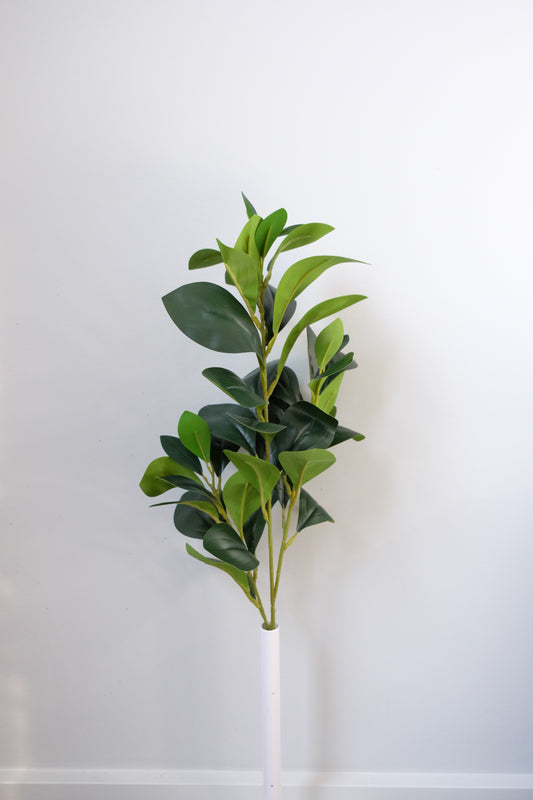 Ruscus Greenery