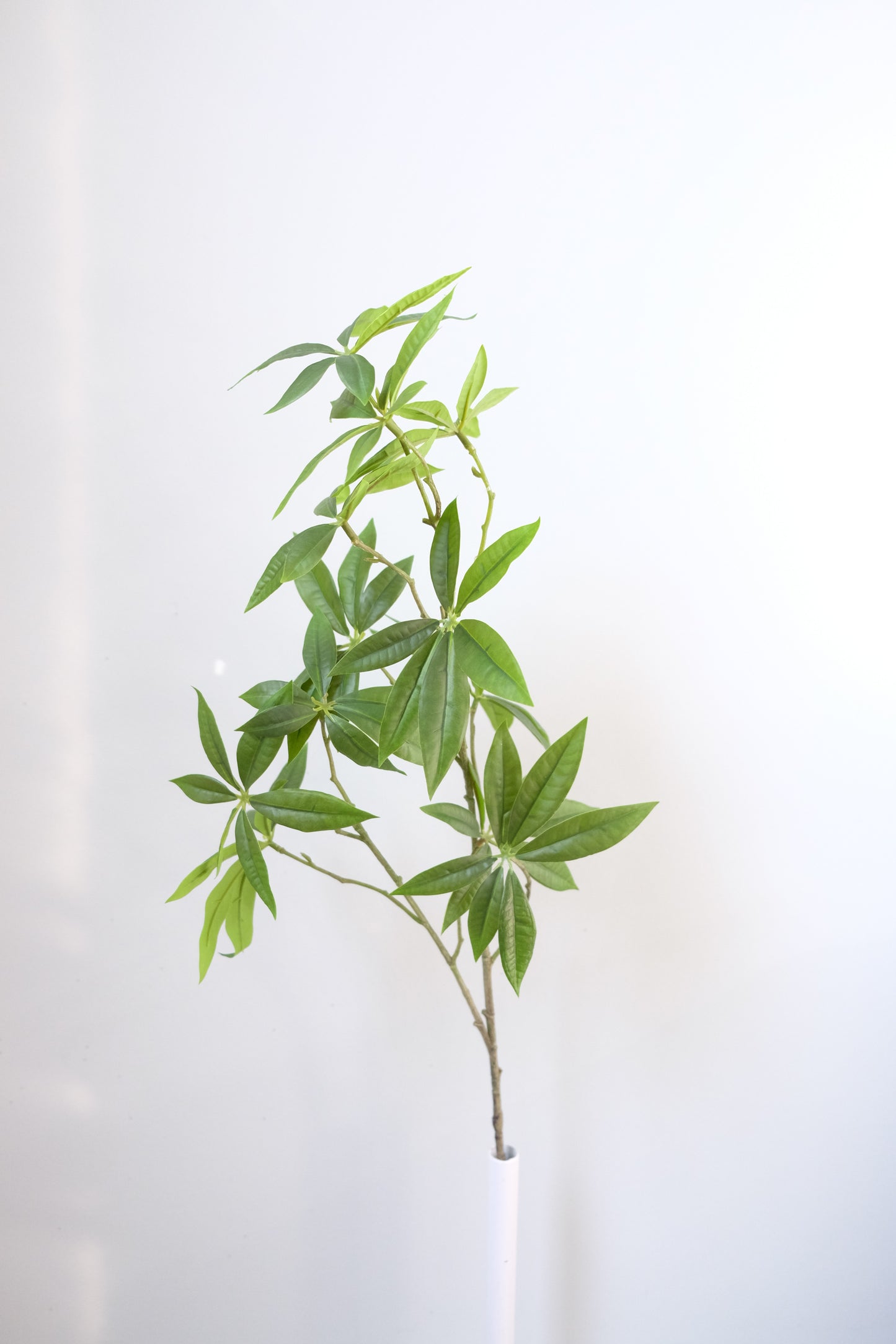 Cassava / Fortune Leaves