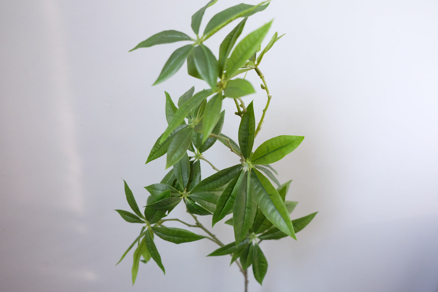 Cassava / Fortune Leaves