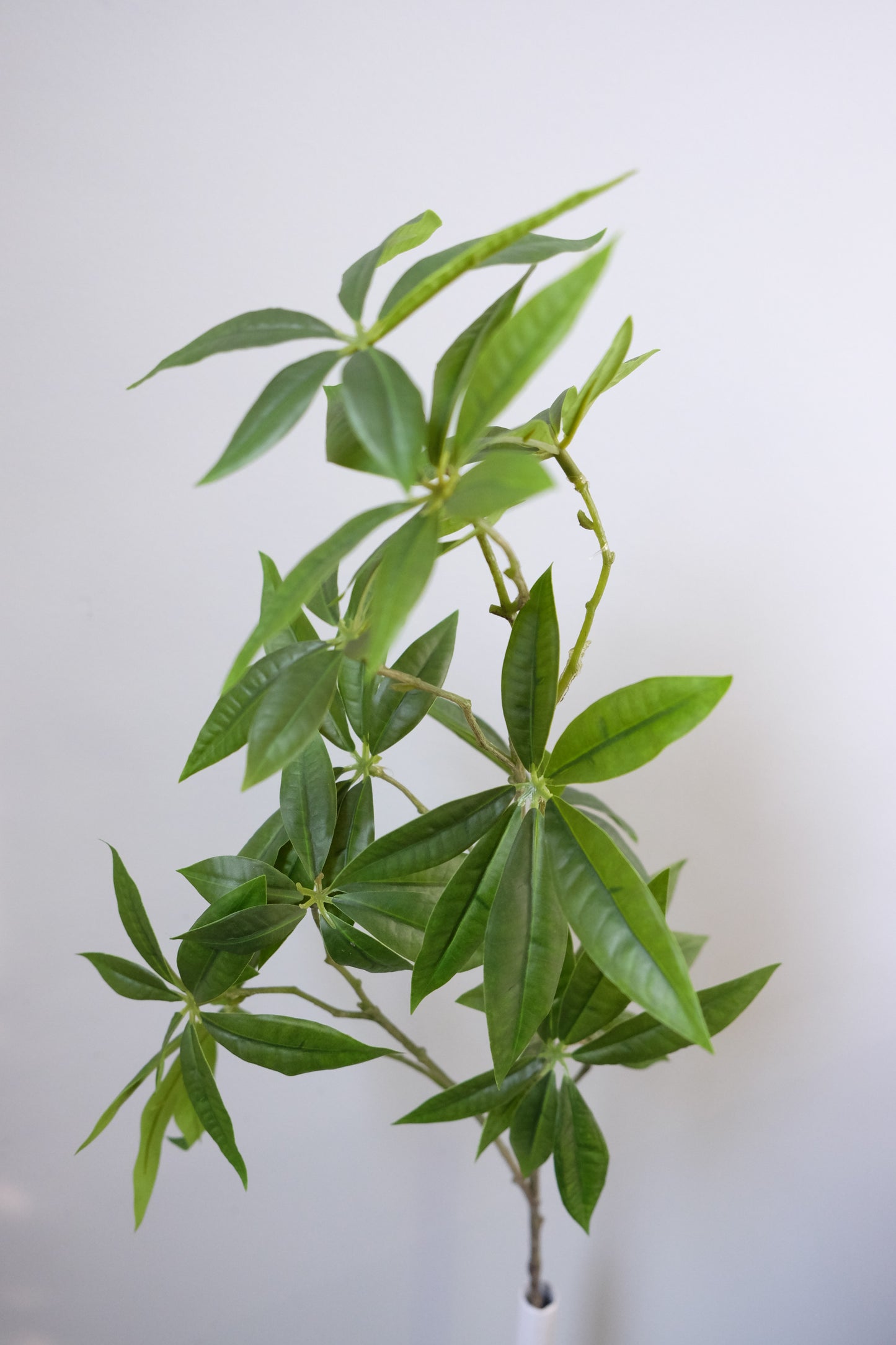 Cassava / Fortune Leaves