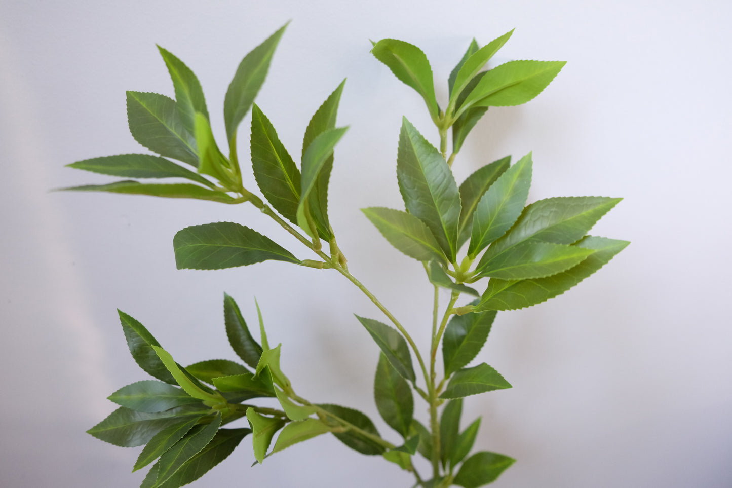 Bay/Laurel Leaf Spray