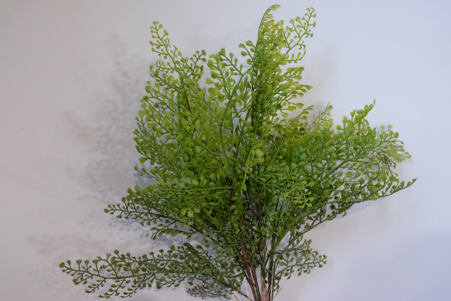 Fern Bush (Maidenhair)