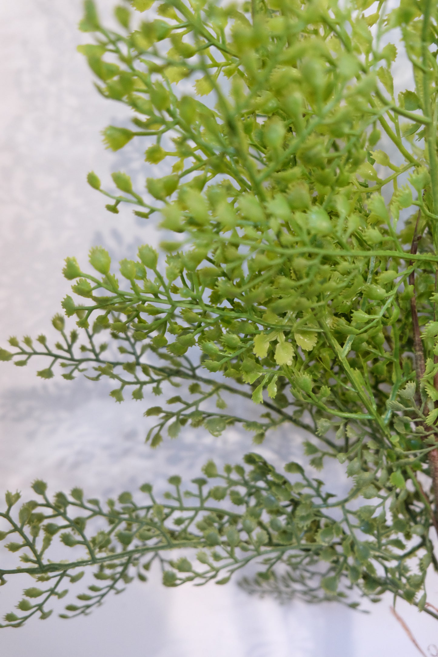 Fern Bush (Maidenhair)