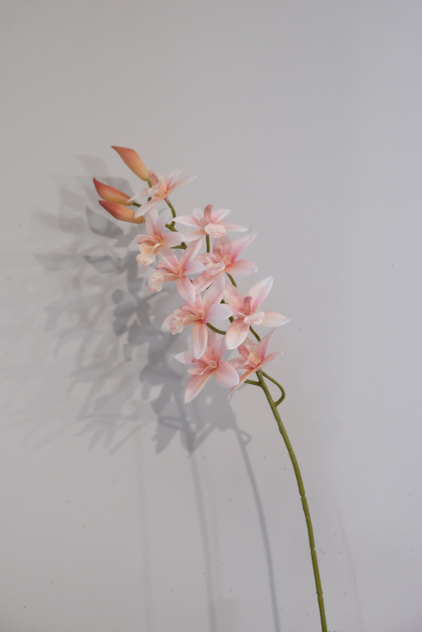 Cymbidium Orchid (4 Colours)