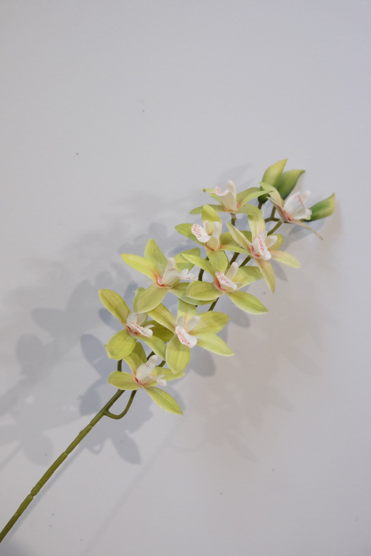 Cymbidium Orchid (4 Colours)