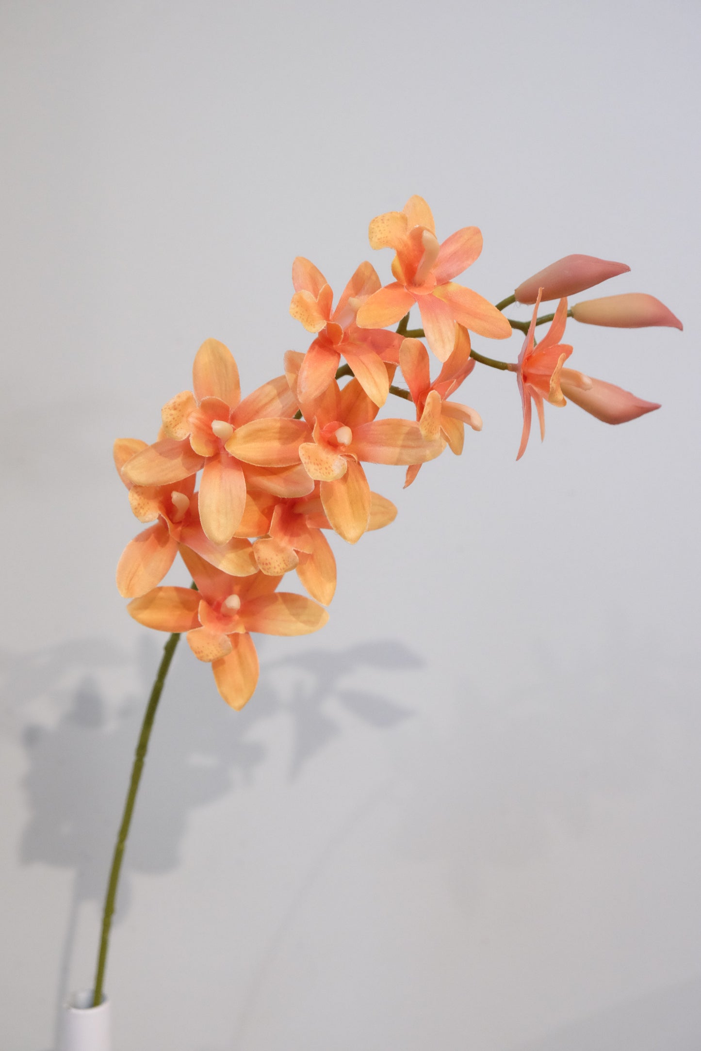 Cymbidium Orchid (4 Colours)