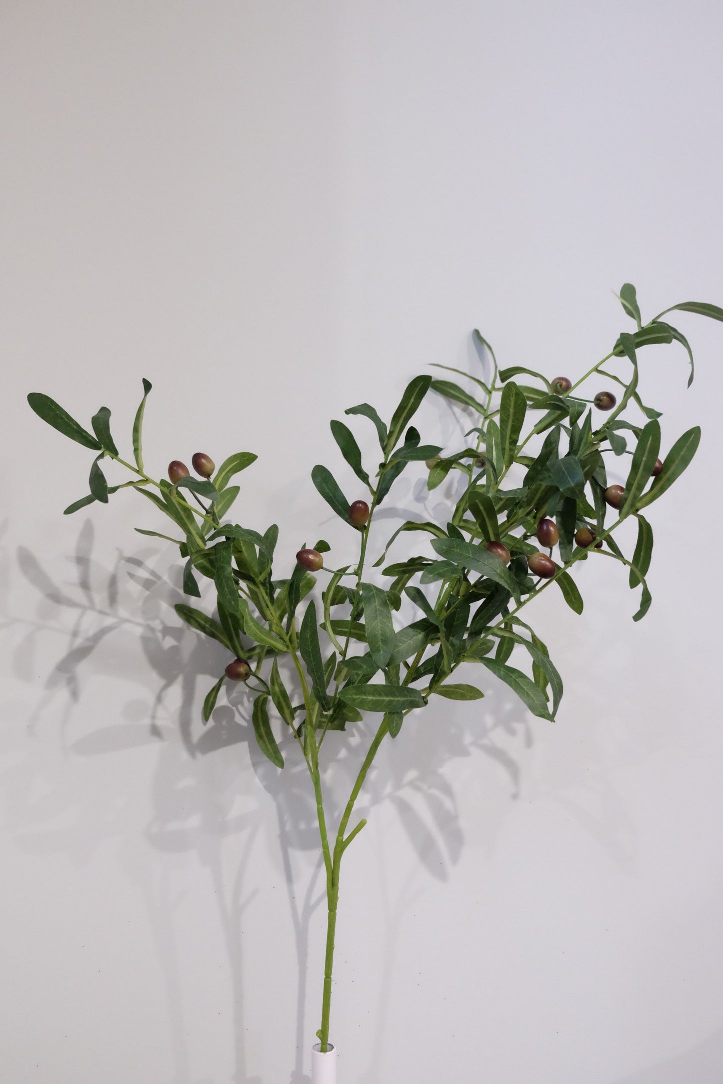 Olive Foliage