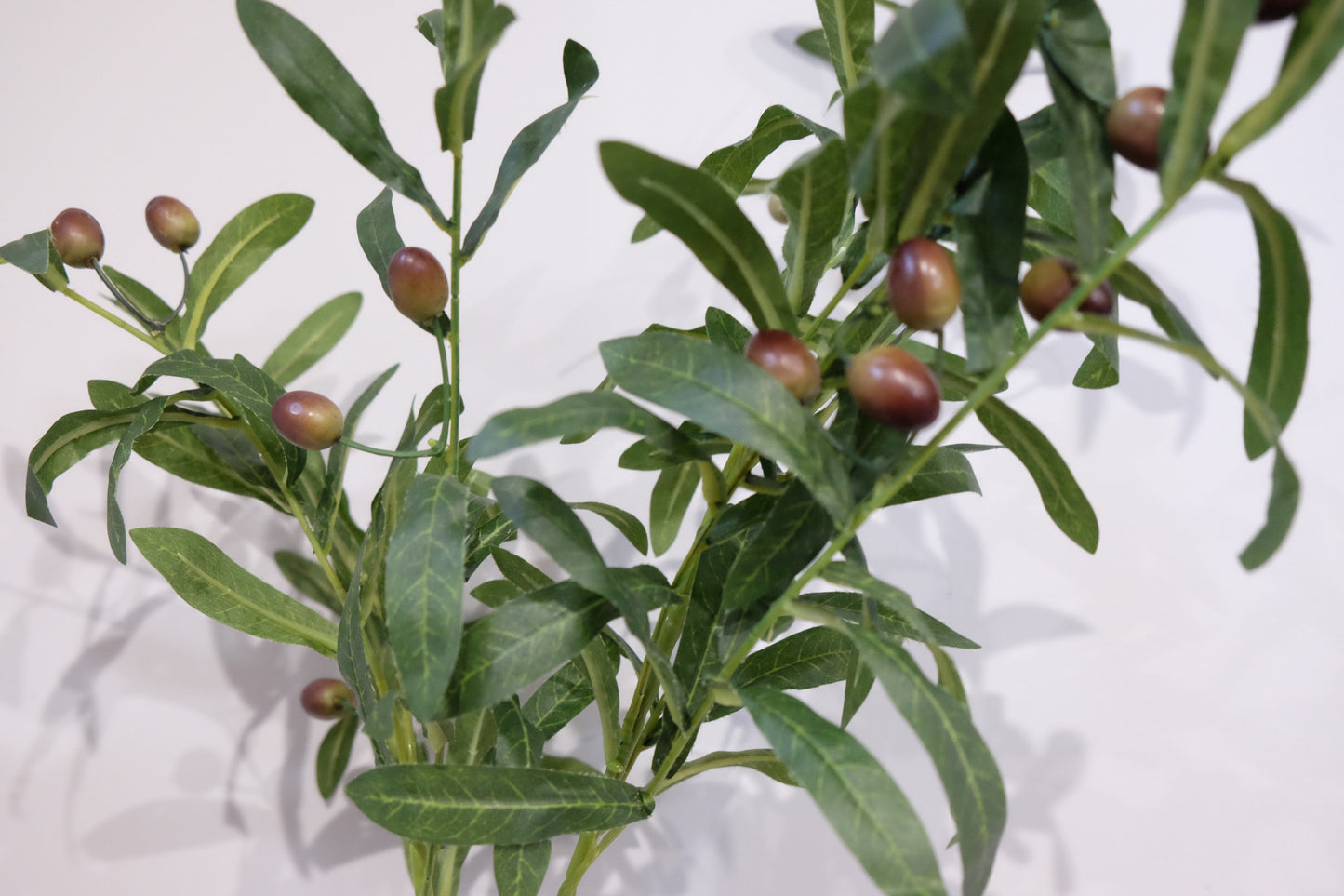 Olive Foliage