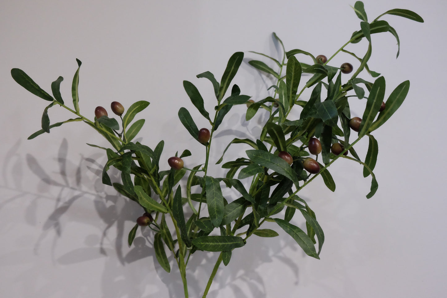 Olive Foliage