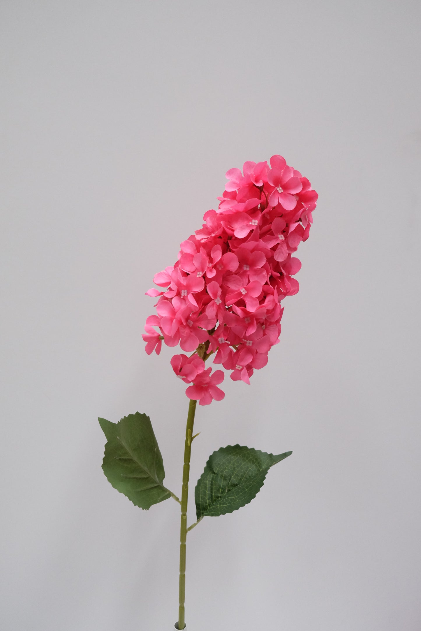 Cone Hydrangea (7 Colours)