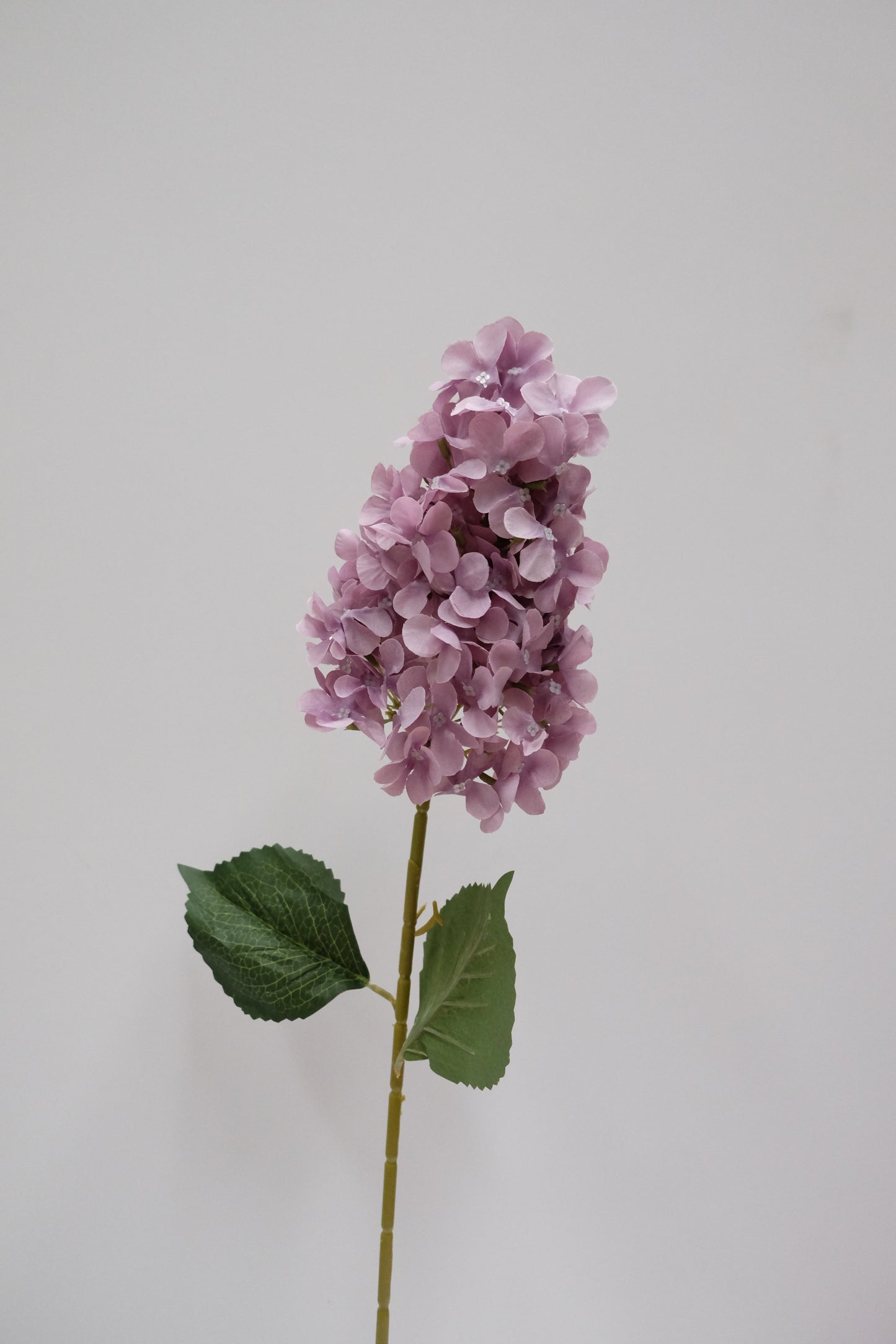 Cone Hydrangea (7 Colours)