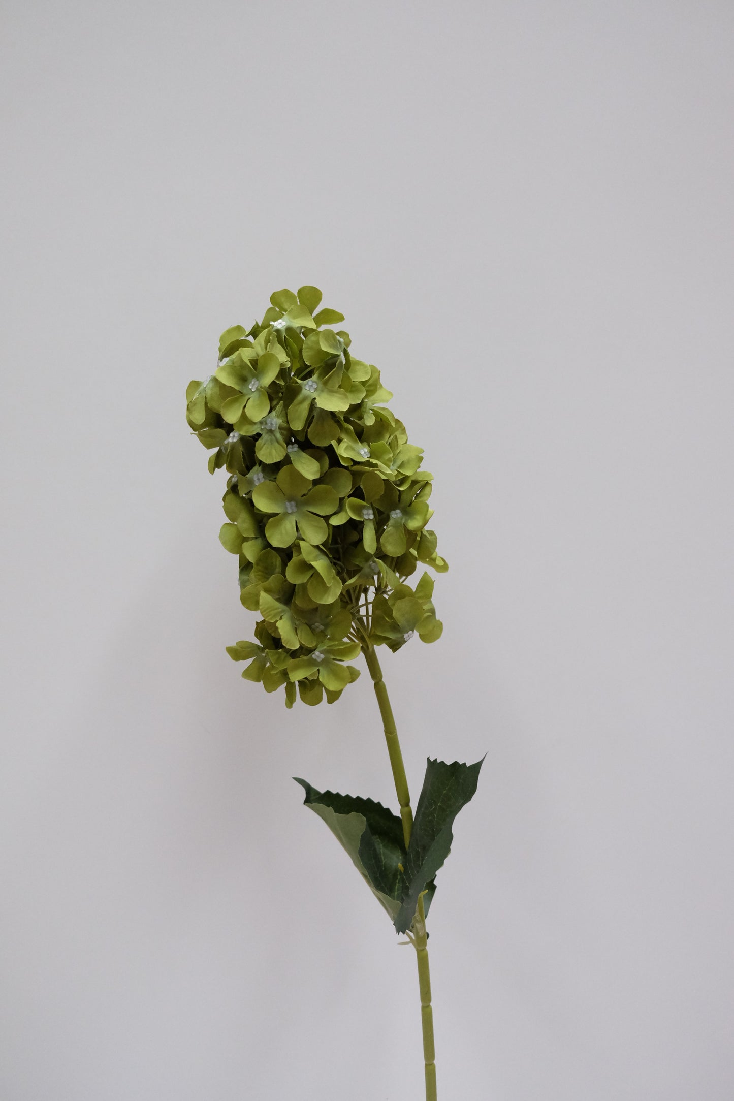 Cone Hydrangea (7 Colours)