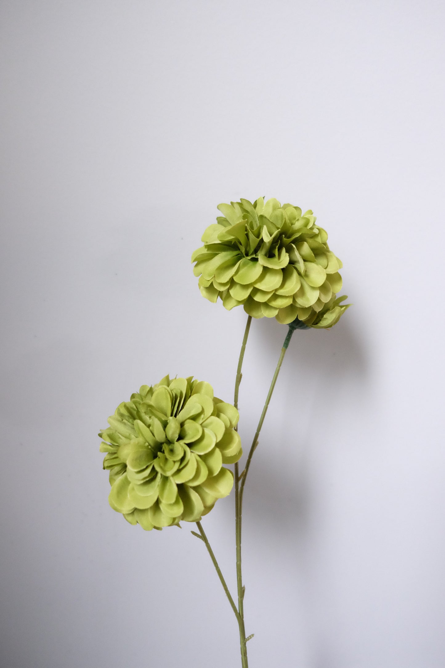 2H PomPom Dahlia + Small Bud (7 Colours)