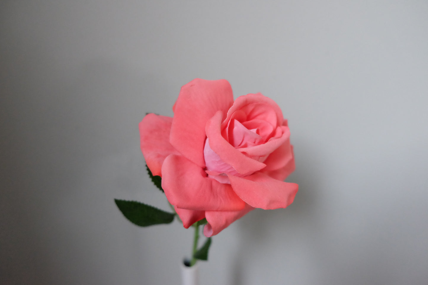 Single Velvet Rose (7 Colours)