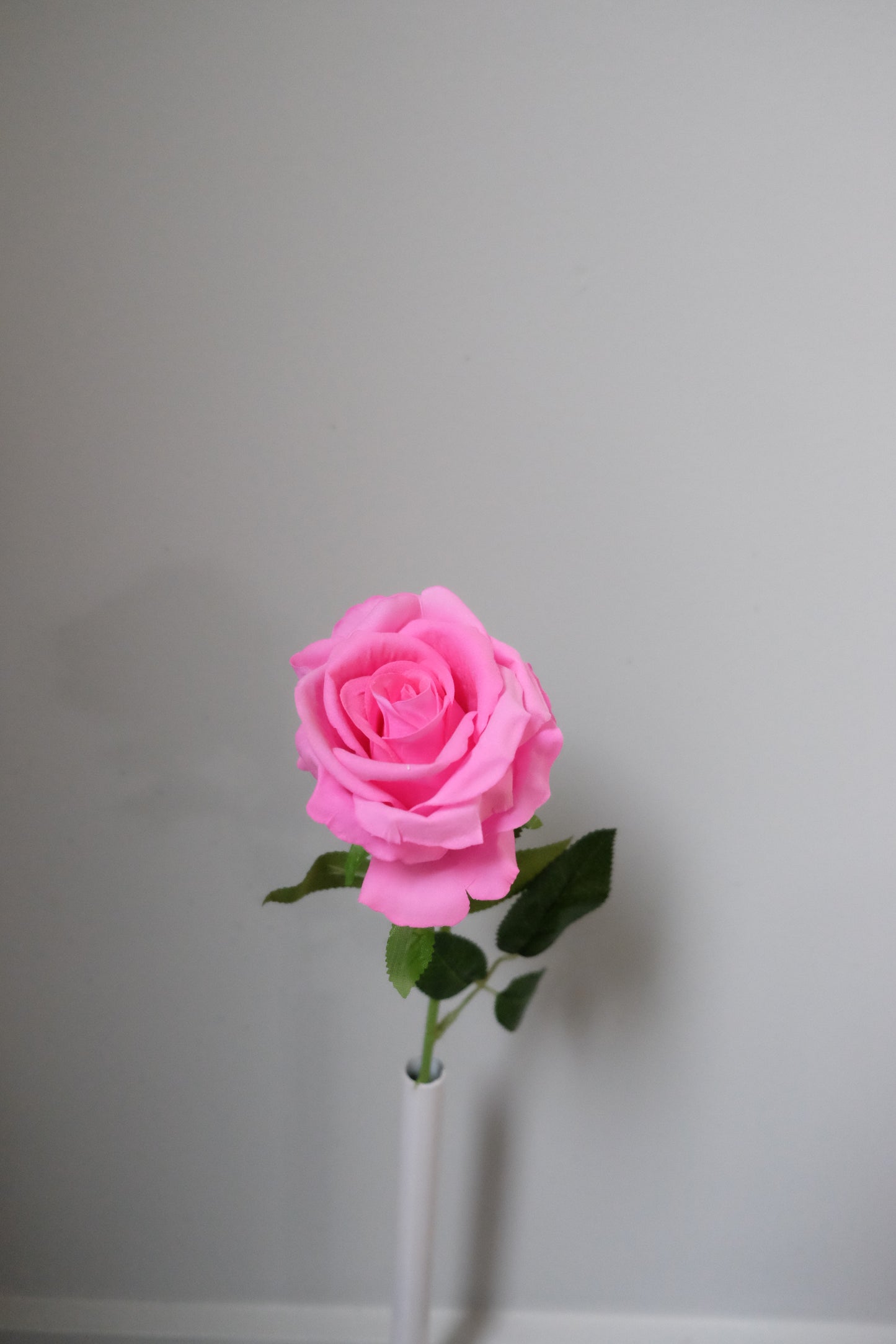 Single Velvet Rose (7 Colours)