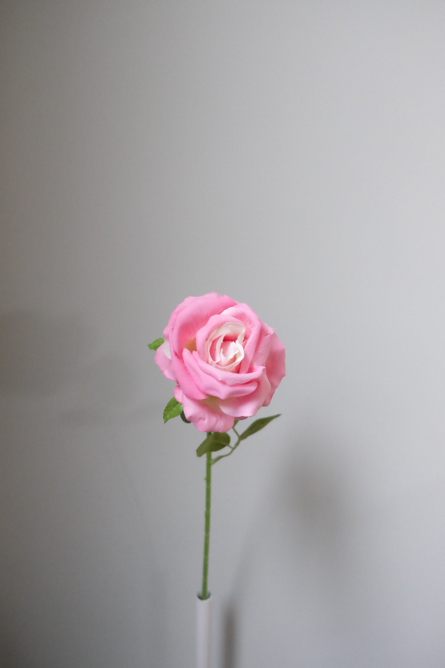 Single Velvet Rose (7 Colours)