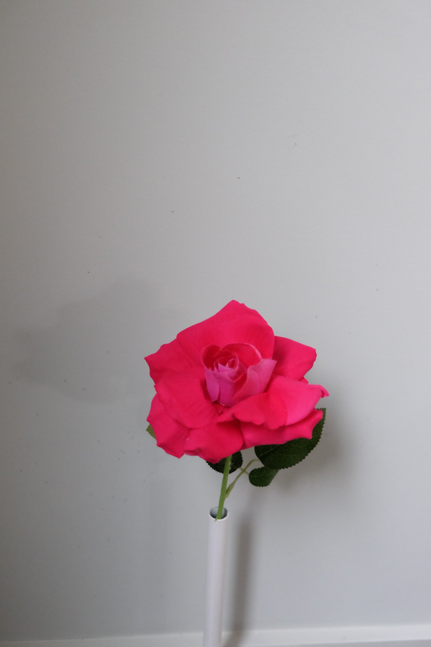 Single Velvet Rose (7 Colours)