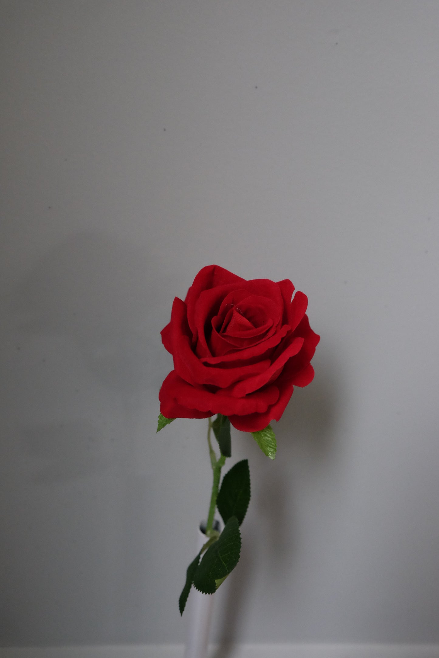 Single Velvet Rose (7 Colours)