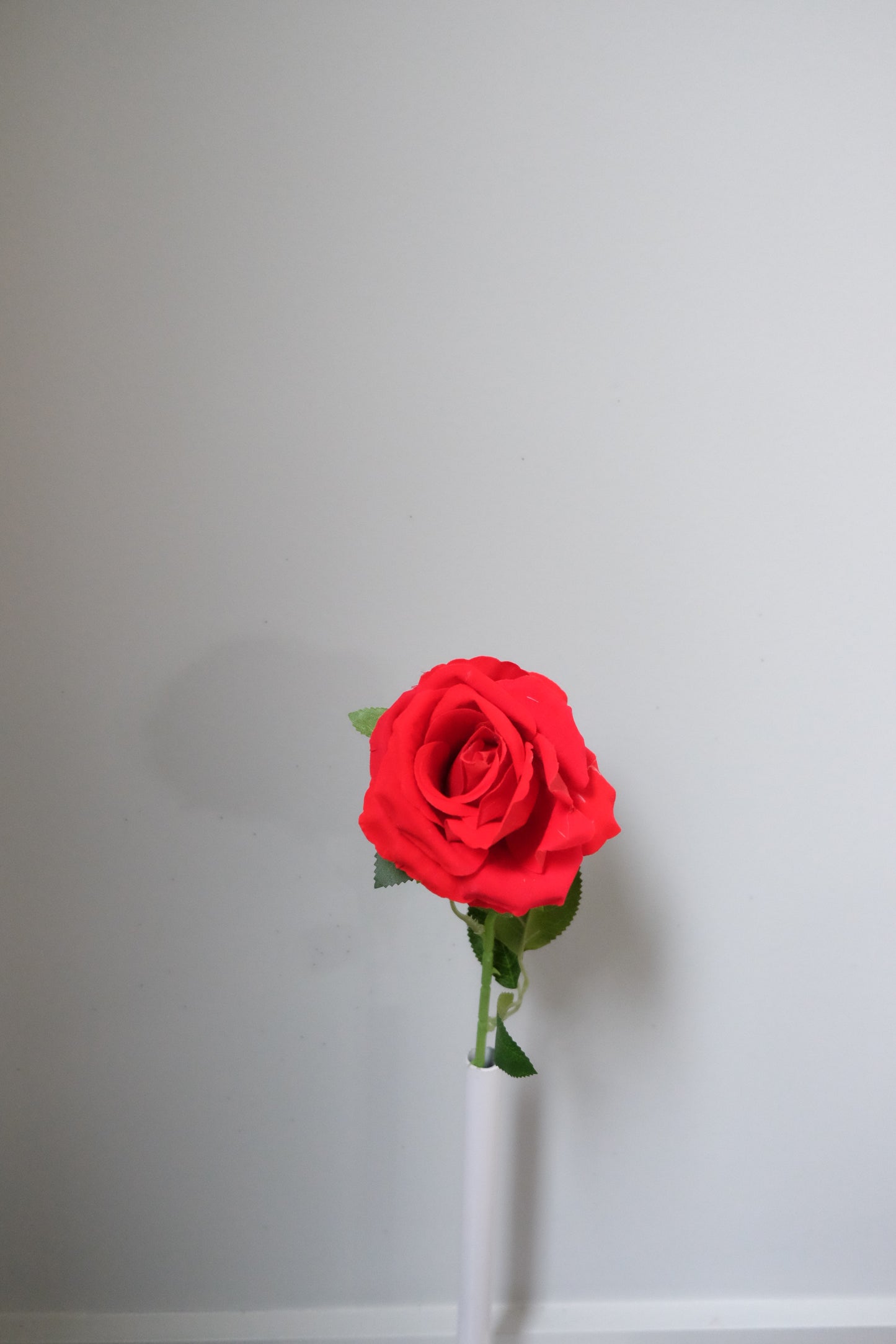 Single Velvet Rose (7 Colours)