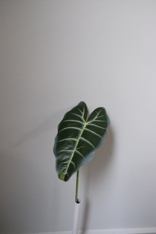 Alocasia Single Leaf (5 Variants)