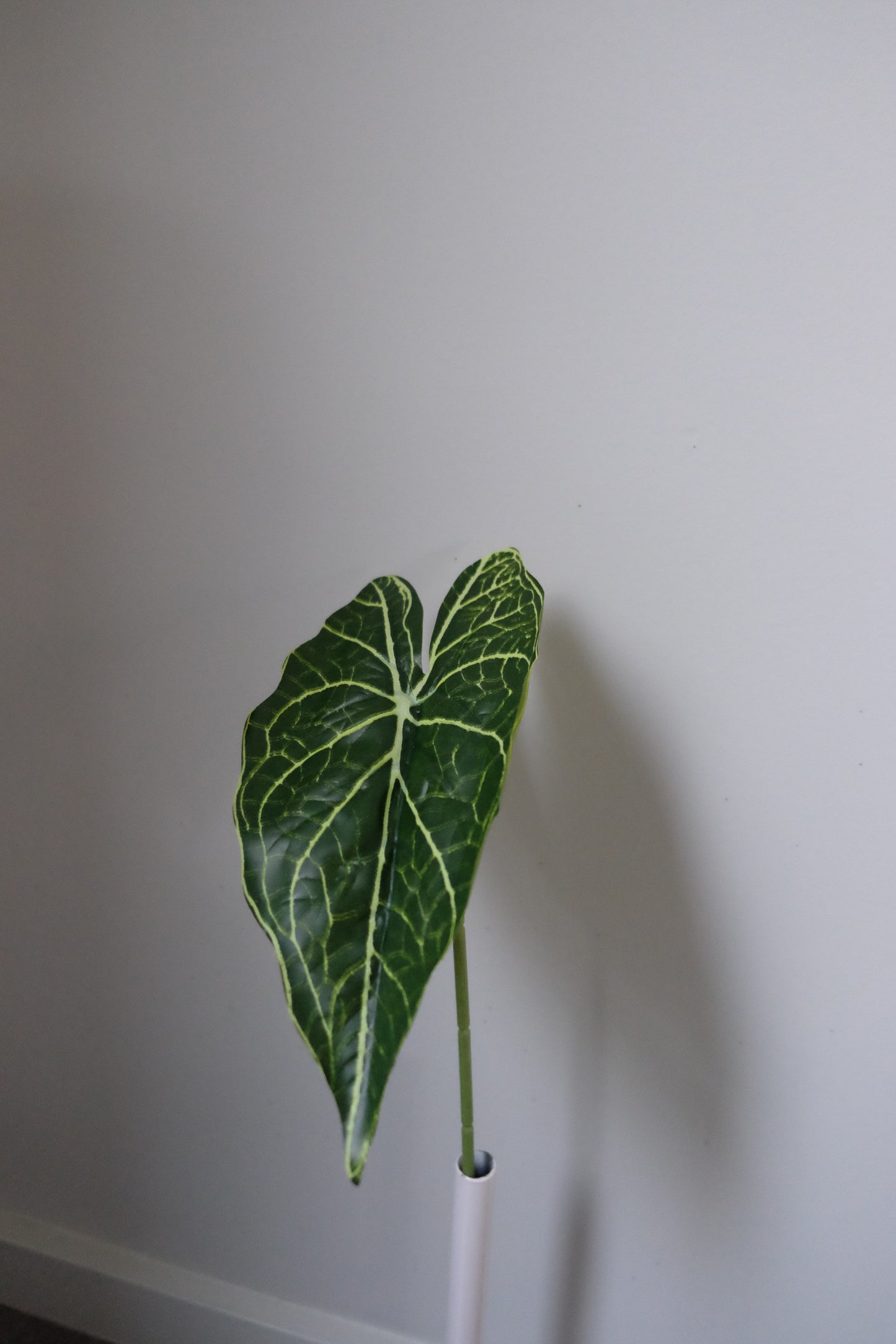 Alocasia Single Leaf (5 Variants)