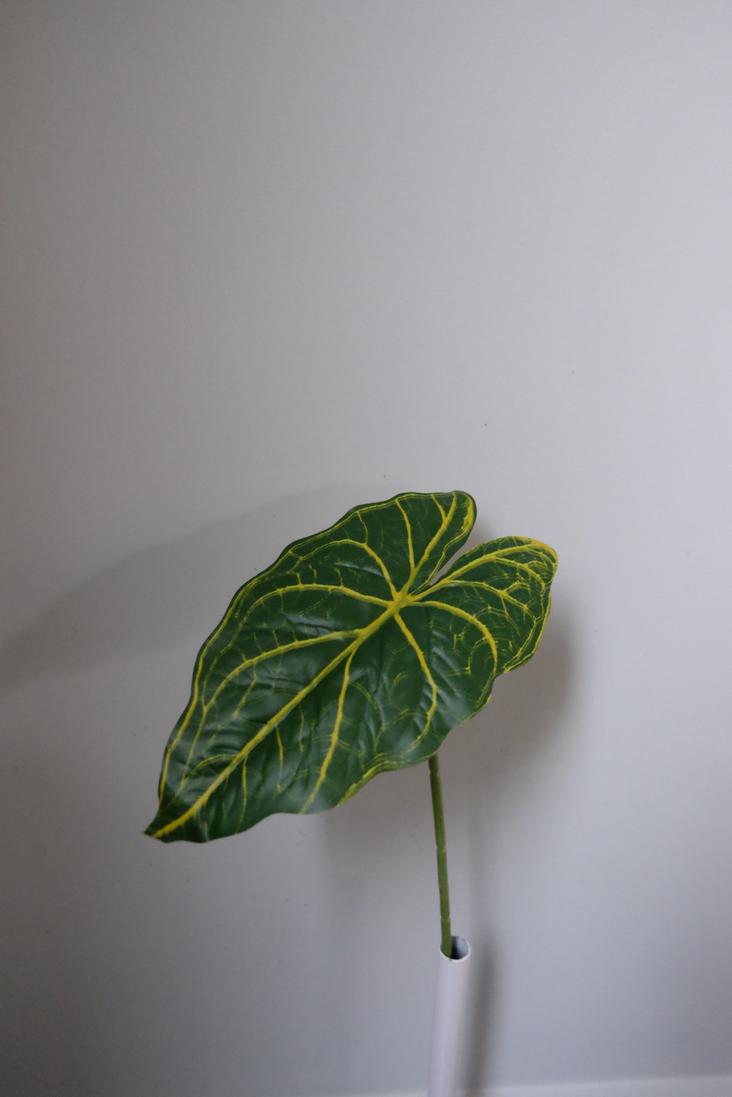 Alocasia Single Leaf (5 Variants)