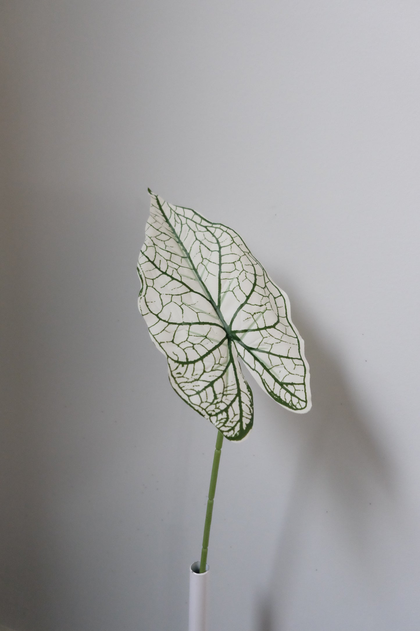 Alocasia Single Leaf (5 Variants)