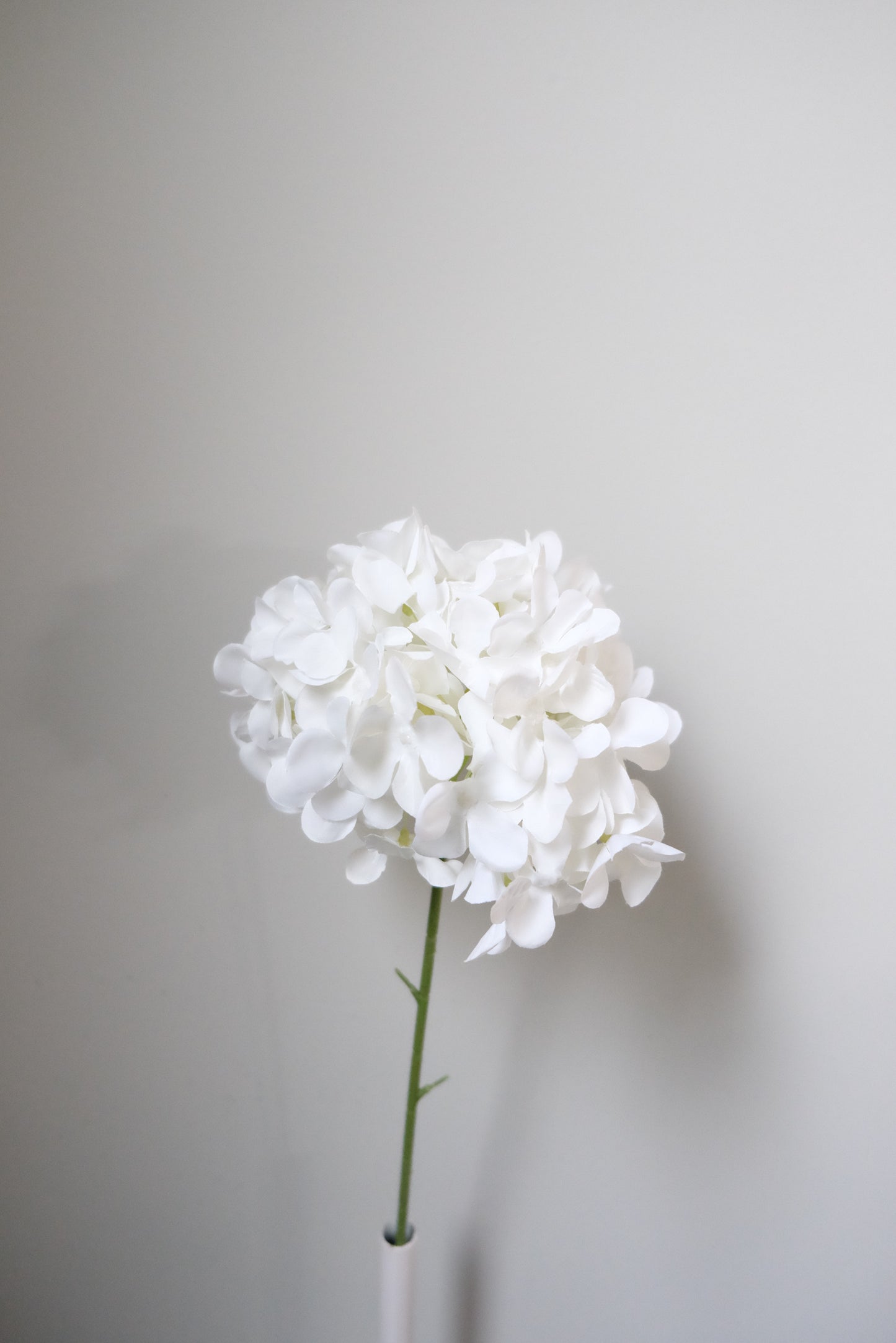 Lollipop Hydrangea (8 Colours)