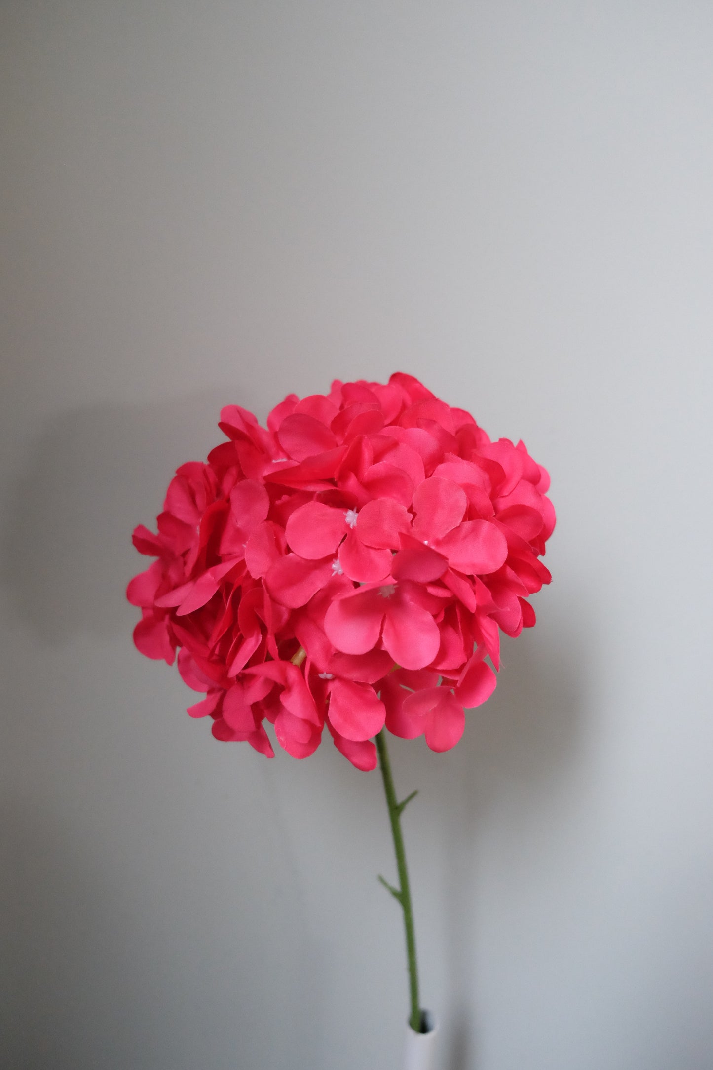 Lollipop Hydrangea (8 Colours)