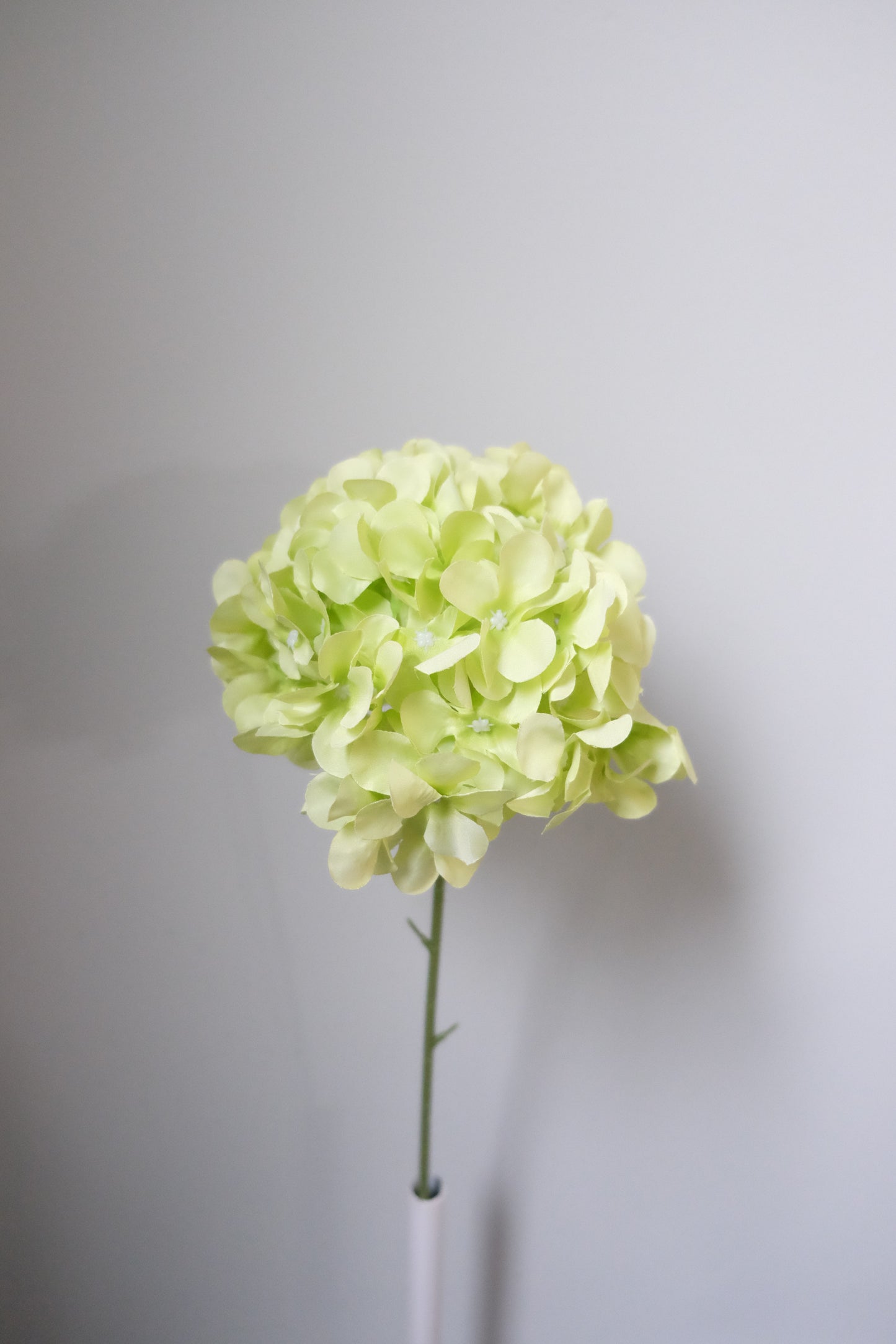 Lollipop Hydrangea (8 Colours)