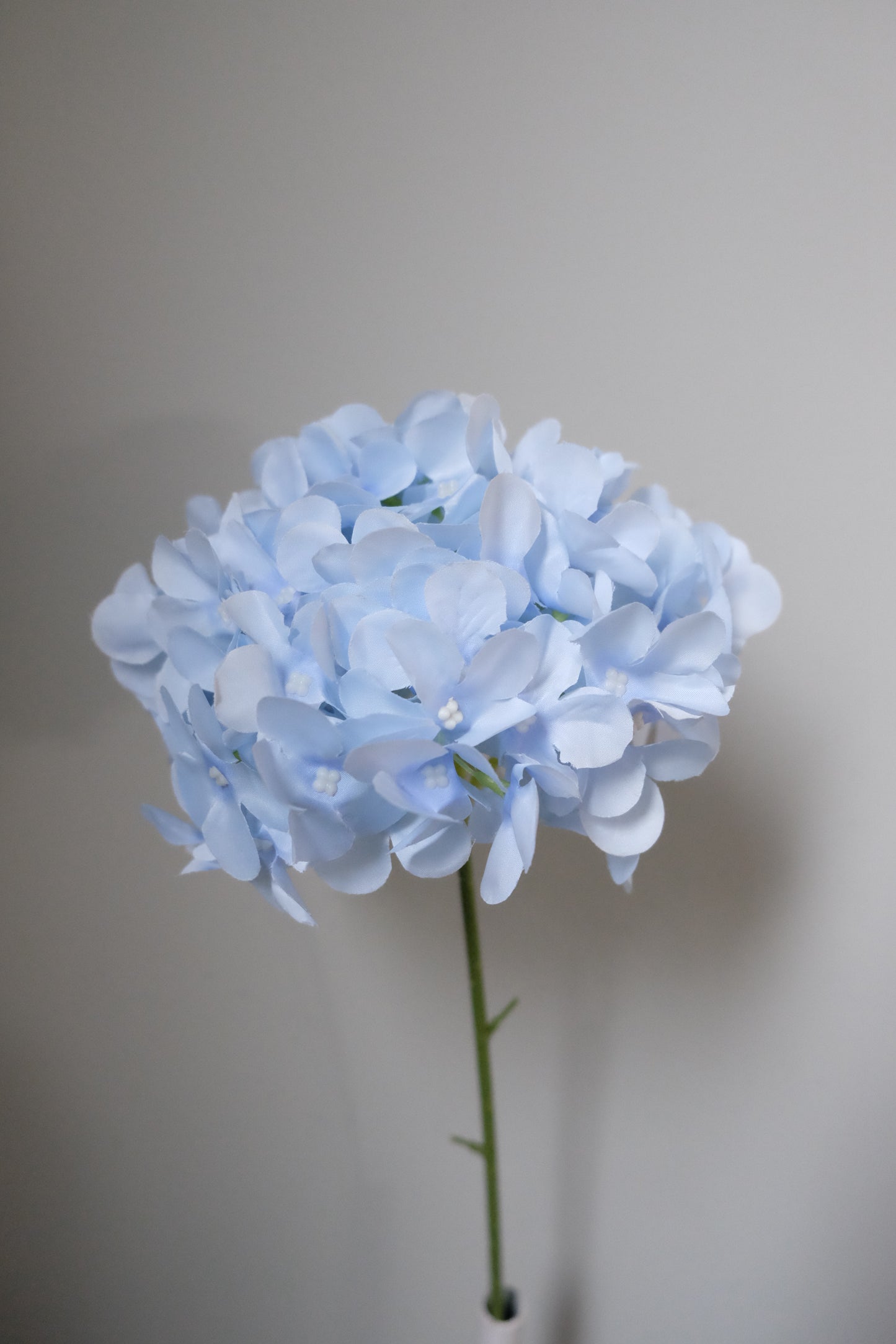 Lollipop Hydrangea (8 Colours)