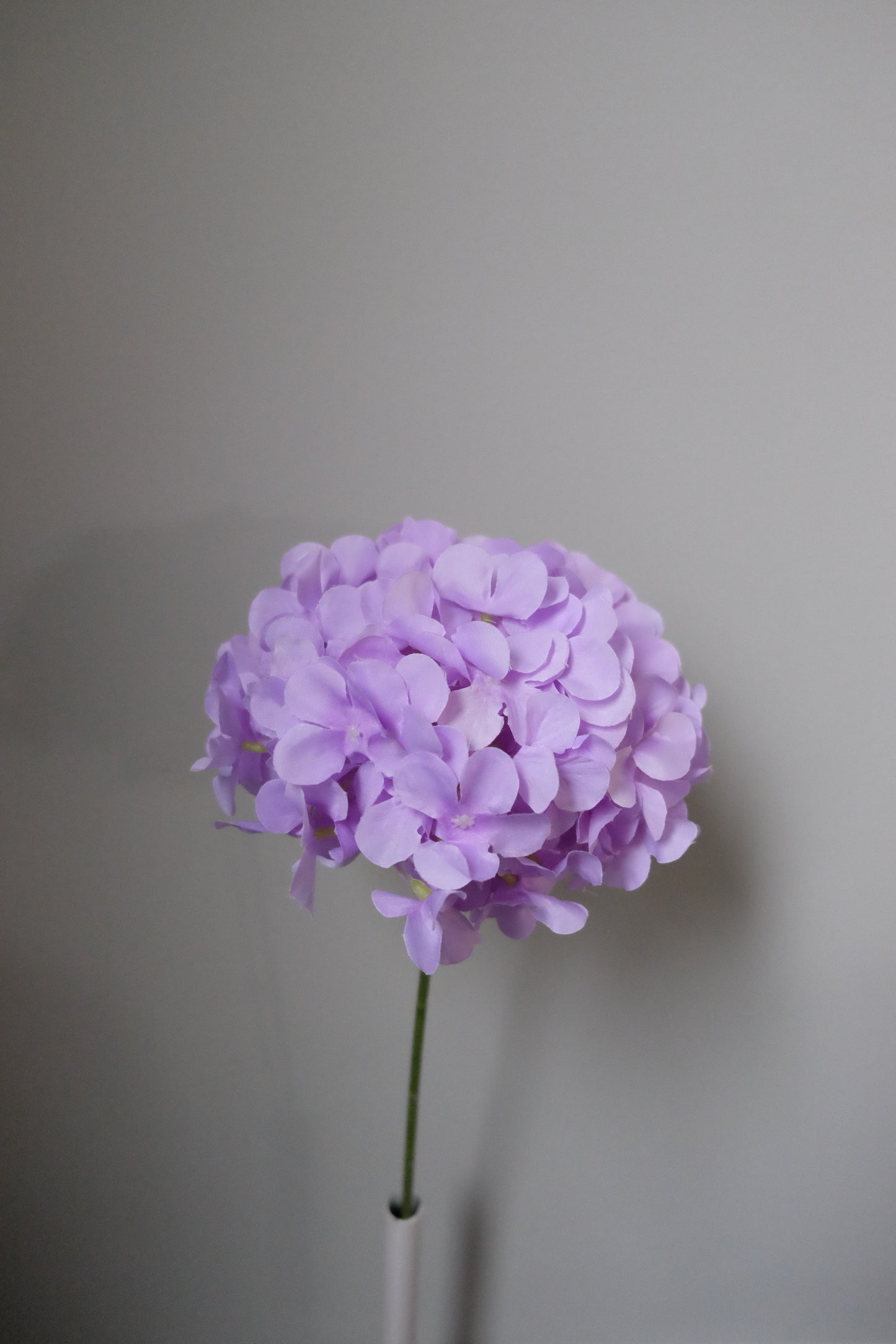 Lollipop Hydrangea (8 Colours)