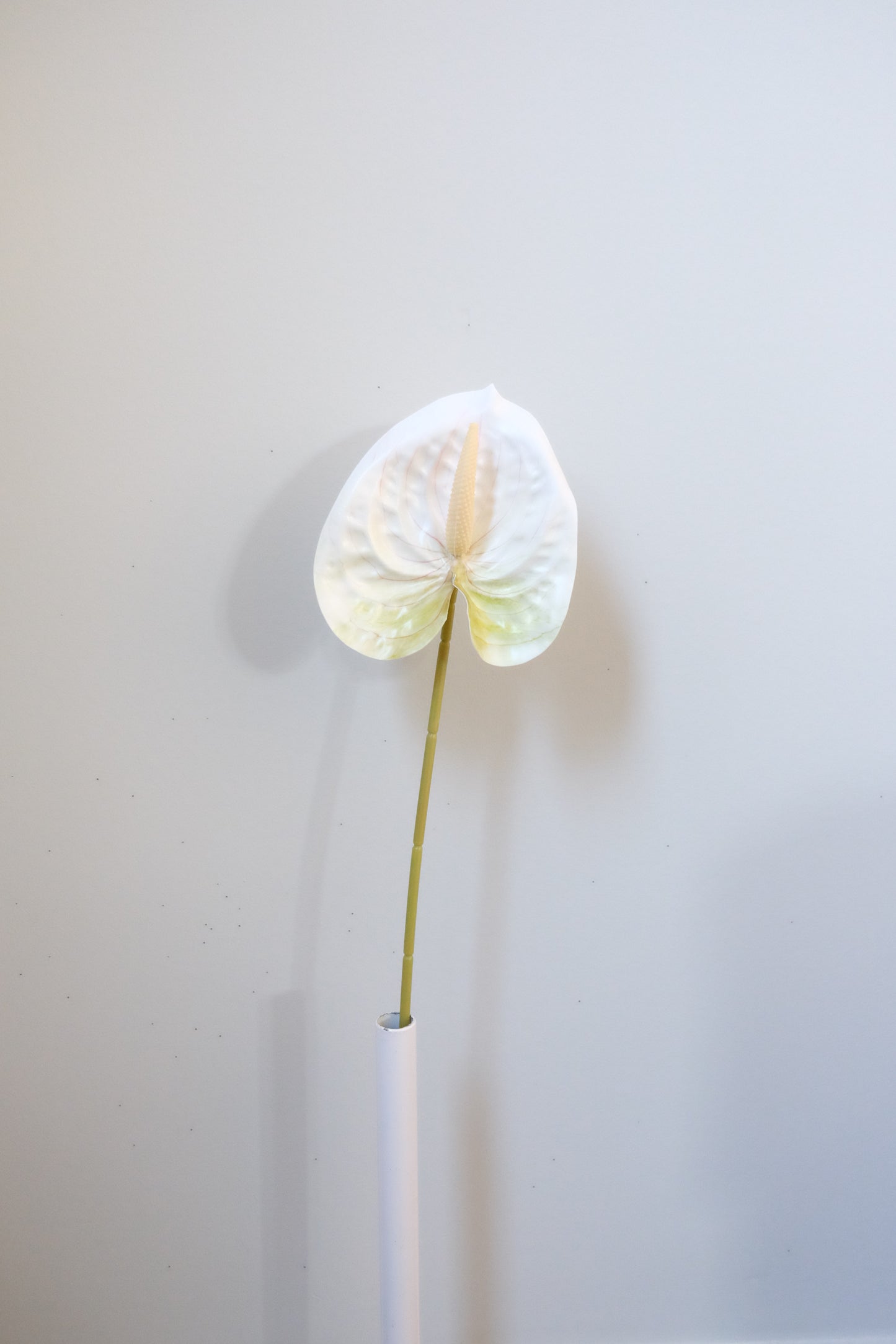 Anthurium