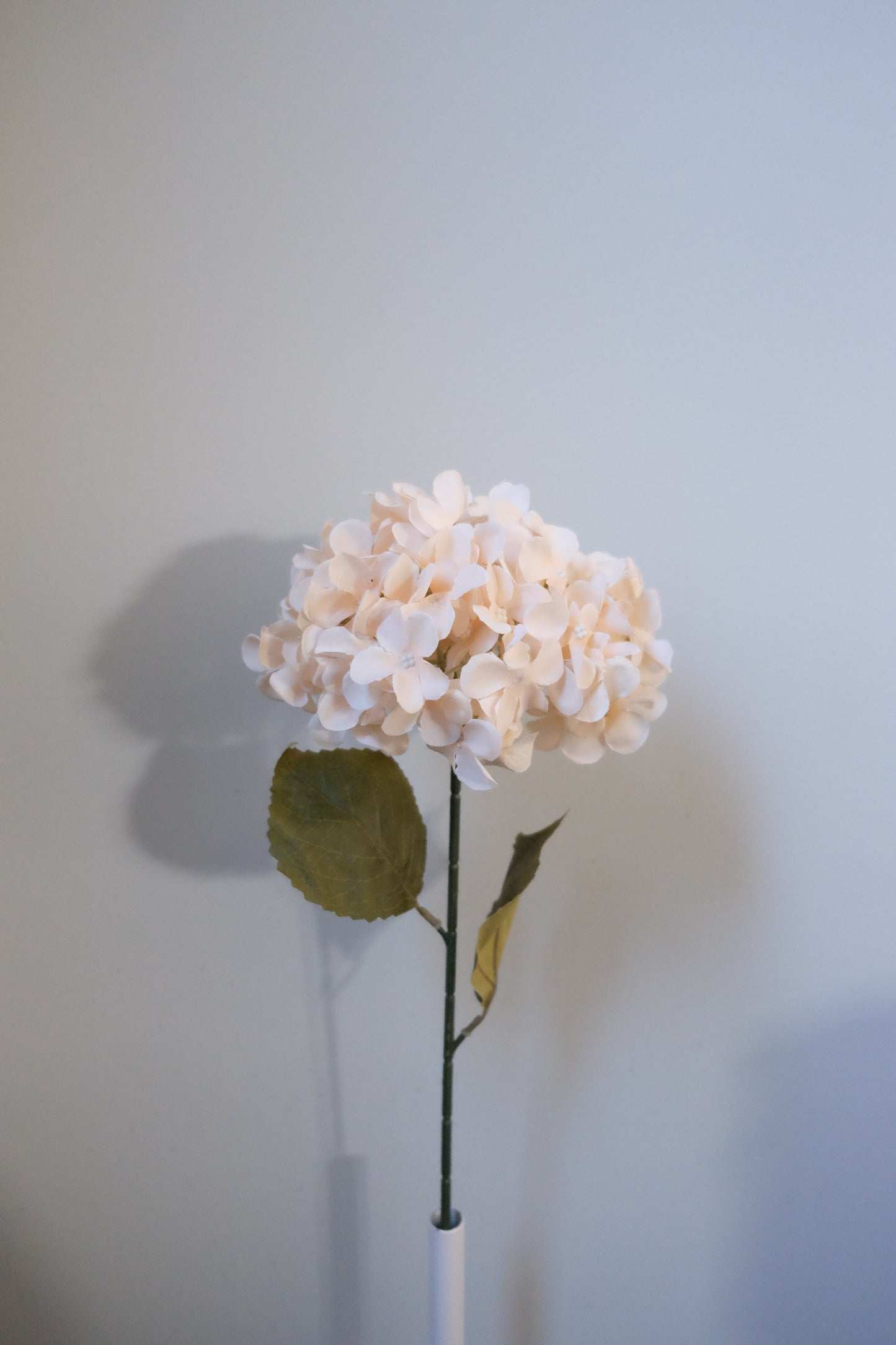 Premium Single Stem Hydrangea