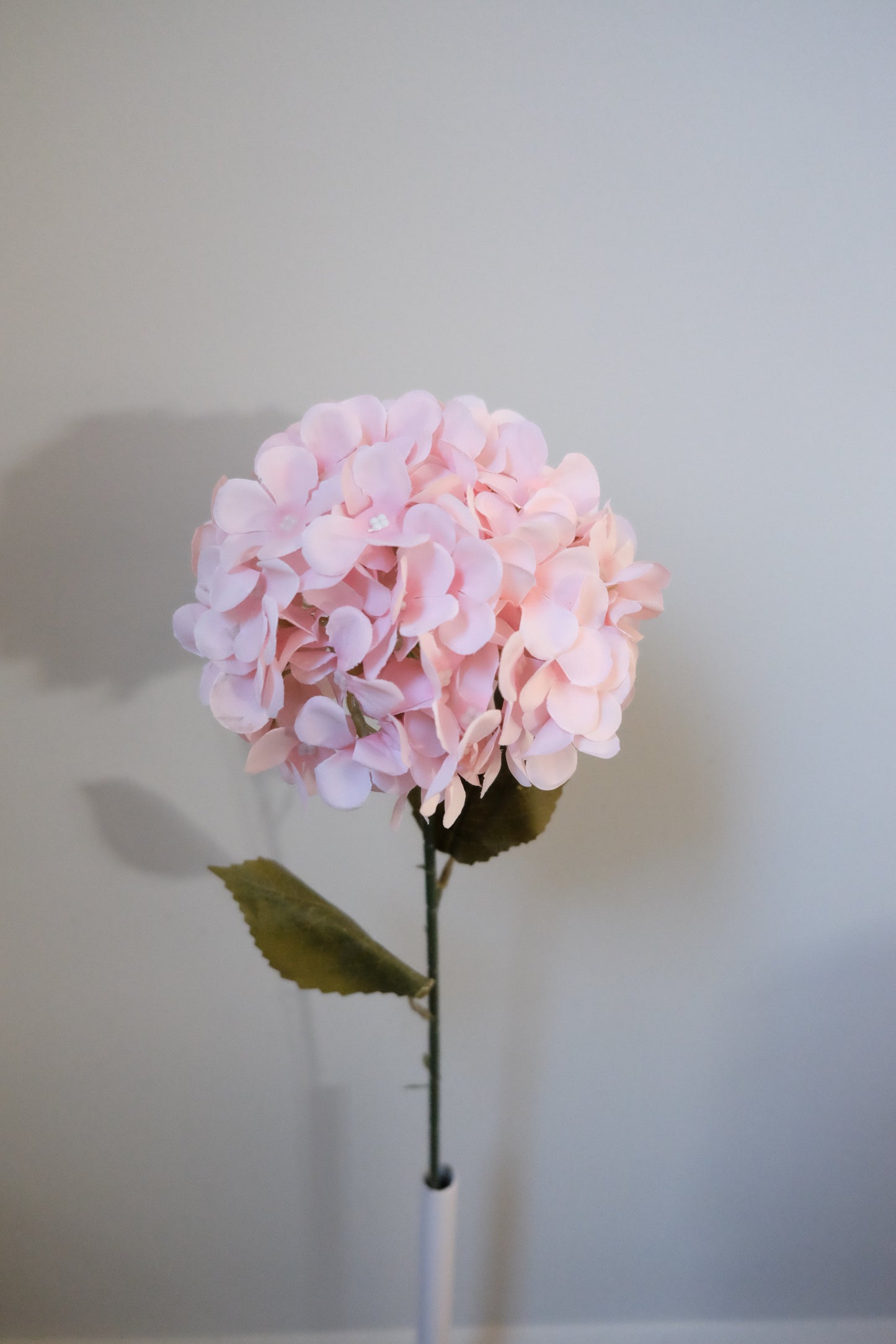 Premium Single Stem Hydrangea